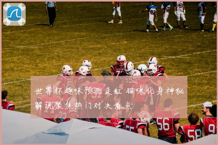 世界杯趣味预测走红 猫咪化身神秘解说聚焦热门对决看点